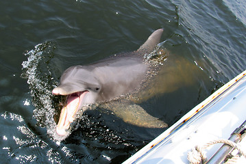 Image showing Dolphin