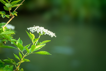 Image showing elderflower with some space for your content