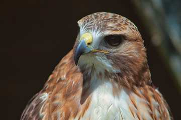 Image showing Ferruginous hawk (Buteo regalis)