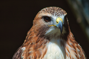 Image showing Ferruginous hawk (Buteo regalis)