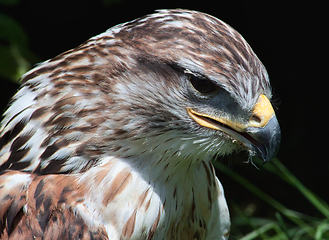 Image showing Ferruginous hawk (Buteo regalis)