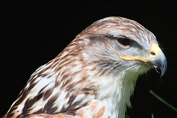 Image showing Ferruginous hawk (Buteo regalis)