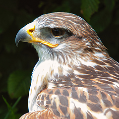 Image showing Ferruginous hawk (Buteo regalis)