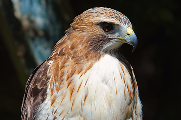 Image showing Ferruginous hawk (Buteo regalis)