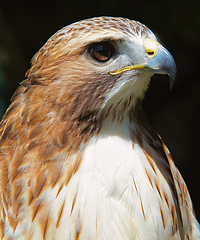 Image showing Ferruginous hawk (Buteo regalis)