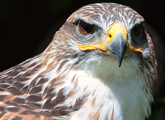 Image showing Ferruginous hawk (Buteo regalis)