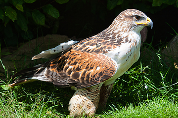 Image showing Ferruginous hawk (Buteo regalis)