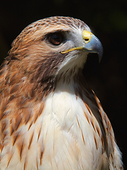 Image showing Ferruginous hawk (Buteo regalis)