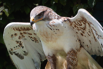 Image showing Ferruginous hawk (Buteo regalis)