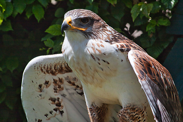 Image showing Ferruginous hawk (Buteo regalis)