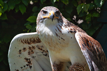 Image showing Ferruginous hawk (Buteo regalis)