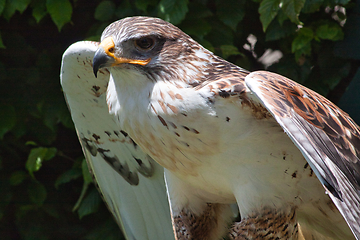 Image showing Ferruginous hawk (Buteo regalis)