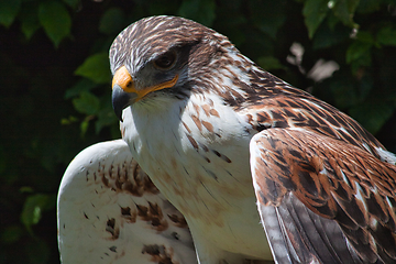 Image showing Ferruginous hawk (Buteo regalis)