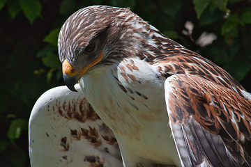 Image showing Ferruginous hawk (Buteo regalis)