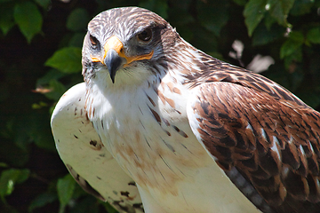 Image showing Ferruginous hawk (Buteo regalis)