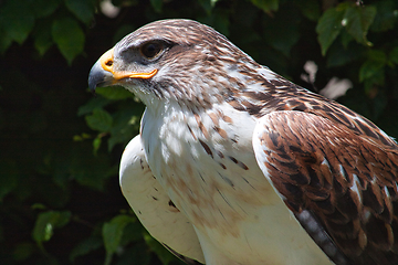 Image showing Ferruginous hawk (Buteo regalis)