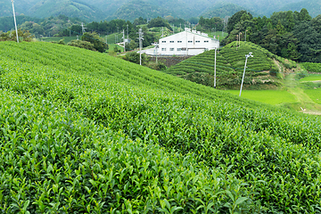 Image showing Fresh tea farm