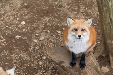 Image showing Vulpes vulpes