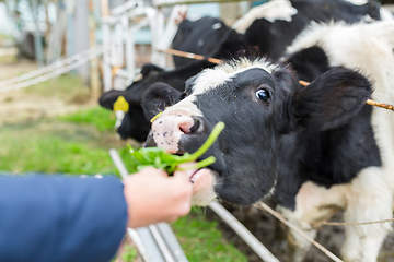 Image showing Cow farm