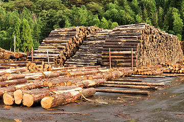 Image showing Timber industry