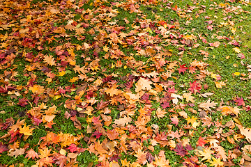 Image showing Maple leaves on the ground
