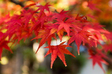 Image showing Maple leaves in autumn