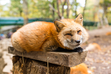 Image showing Sleepy red fox at outdoor