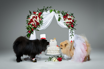 Image showing dog wedding couple under flower arch