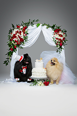 Image showing dog wedding couple under flower arch