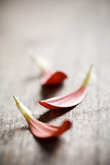 Image showing petals on wood