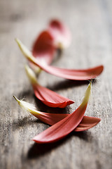 Image showing red petals on wood