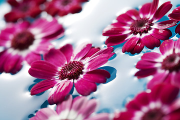 Image showing floating flowers