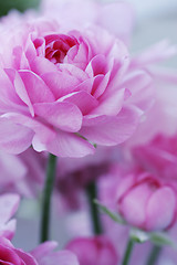 Image showing sea of flowers