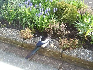 Image showing Pica pica in front of flowerbed