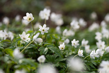 Image showing  Wood anemone blooming in early spring