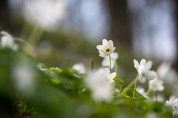 Image showing  Wood anemone blooming in early spring