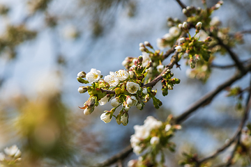 Image showing Blooming twig of cherry tree 