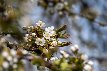 Image showing Blooming twig of cherry tree 