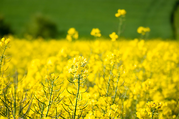 Image showing rape field spring background