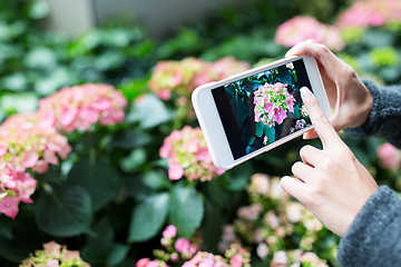 Image showing Woman using cellphone to take photo on Hydrangea at garden