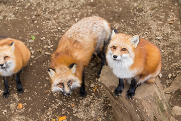 Image showing Group of fox ask for food