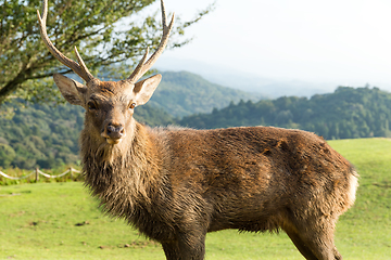 Image showing Red Stag deer