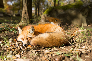 Image showing Sleeping fox