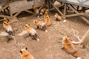 Image showing Group of fox waiting for food