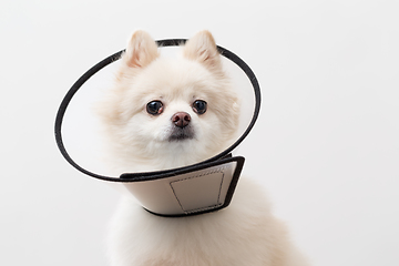 Image showing Pomeranian wearing protective collar