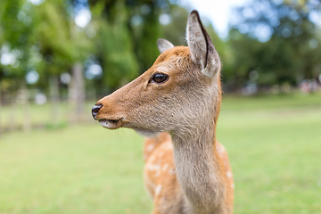 Image showing Roe deer close up