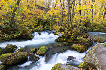 Image showing Oirase Stream in autumn
