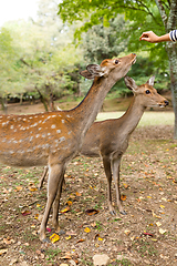 Image showing Feeding deer