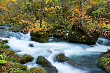 Image showing Oirase Stream in autumn