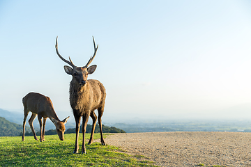 Image showing Stag Deer